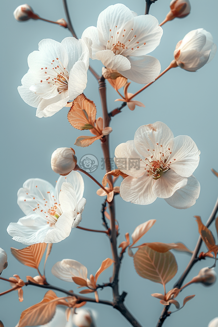 轻蓝花语，白樱之赠