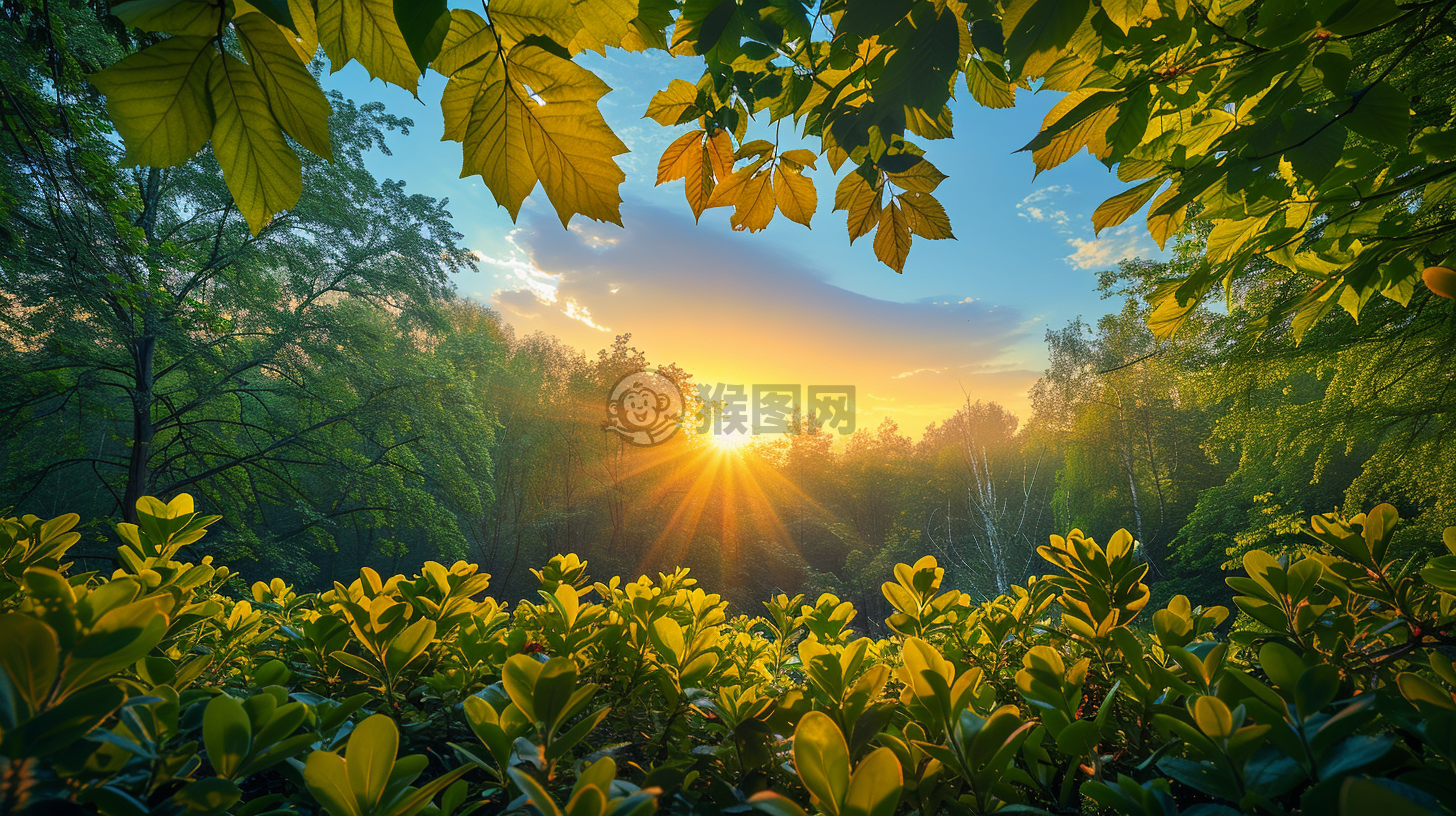 晨曦洒满树枝，美丽自然引人瞩目