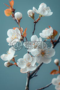 轻蓝花语，白樱之赠
