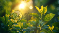 晨光洒满树枝，自然之美万众瞩目。