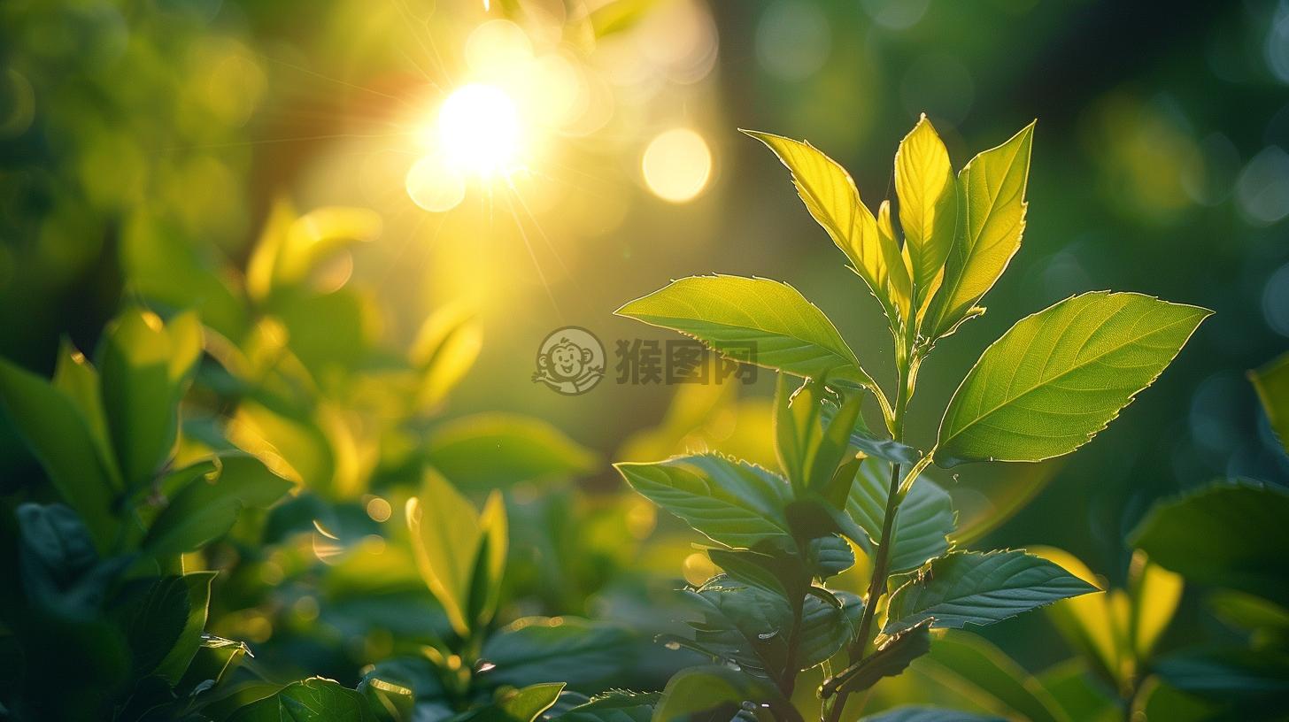 晨光洒满树枝，自然之美万众瞩目。