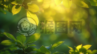 晨曦洒满枝头，美妙自然摄人心魄
