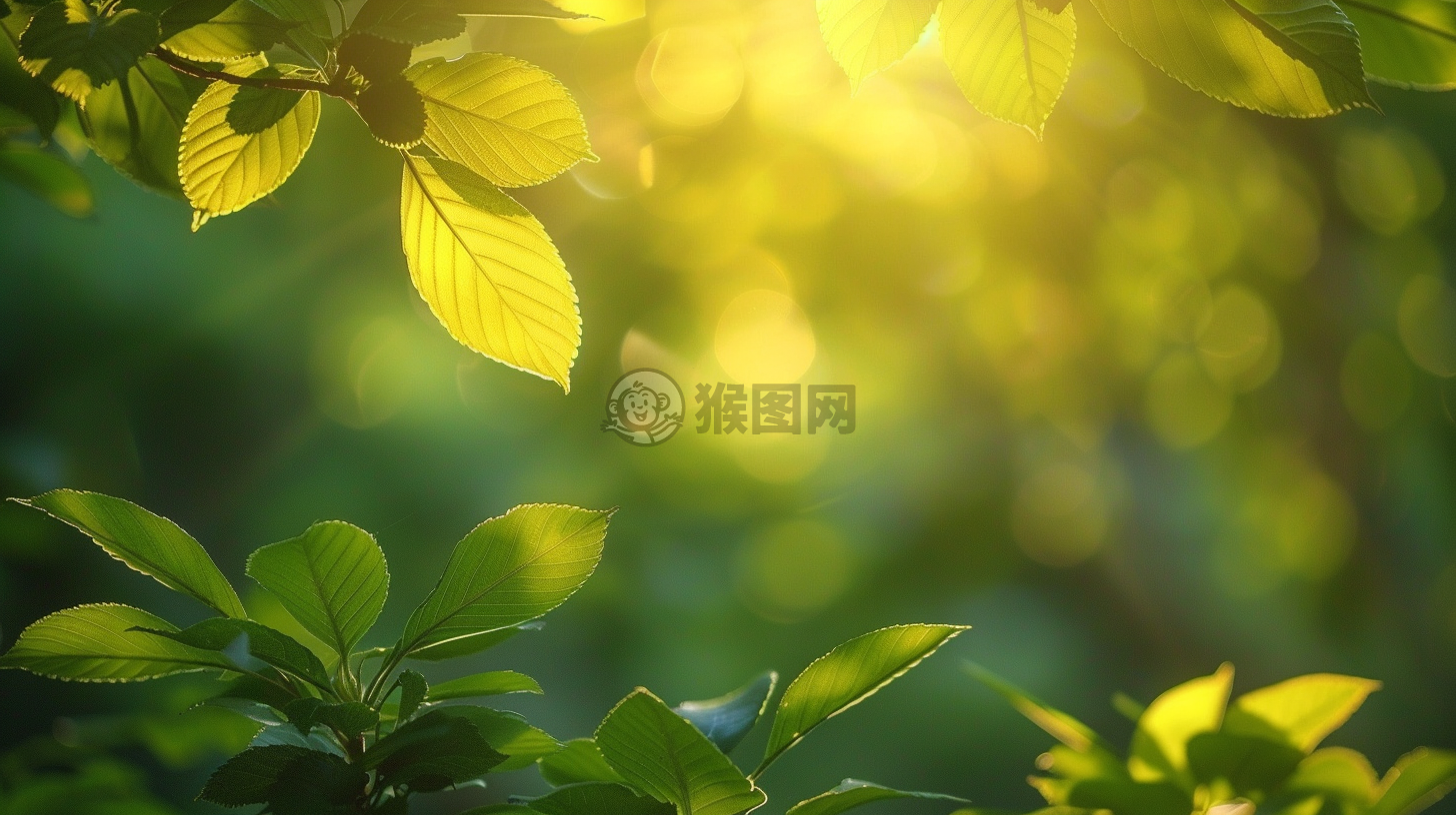 晨曦洒满枝头，美妙自然摄人心魄