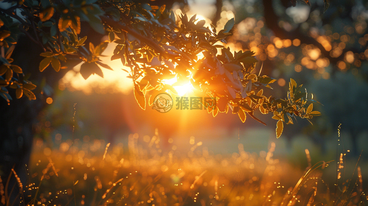 晨曦洒满树枝，美丽自然成千上万的瞩目焦点。