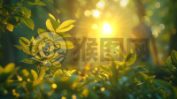 晨曦映照枝头，自然之美惊艳亿万网友