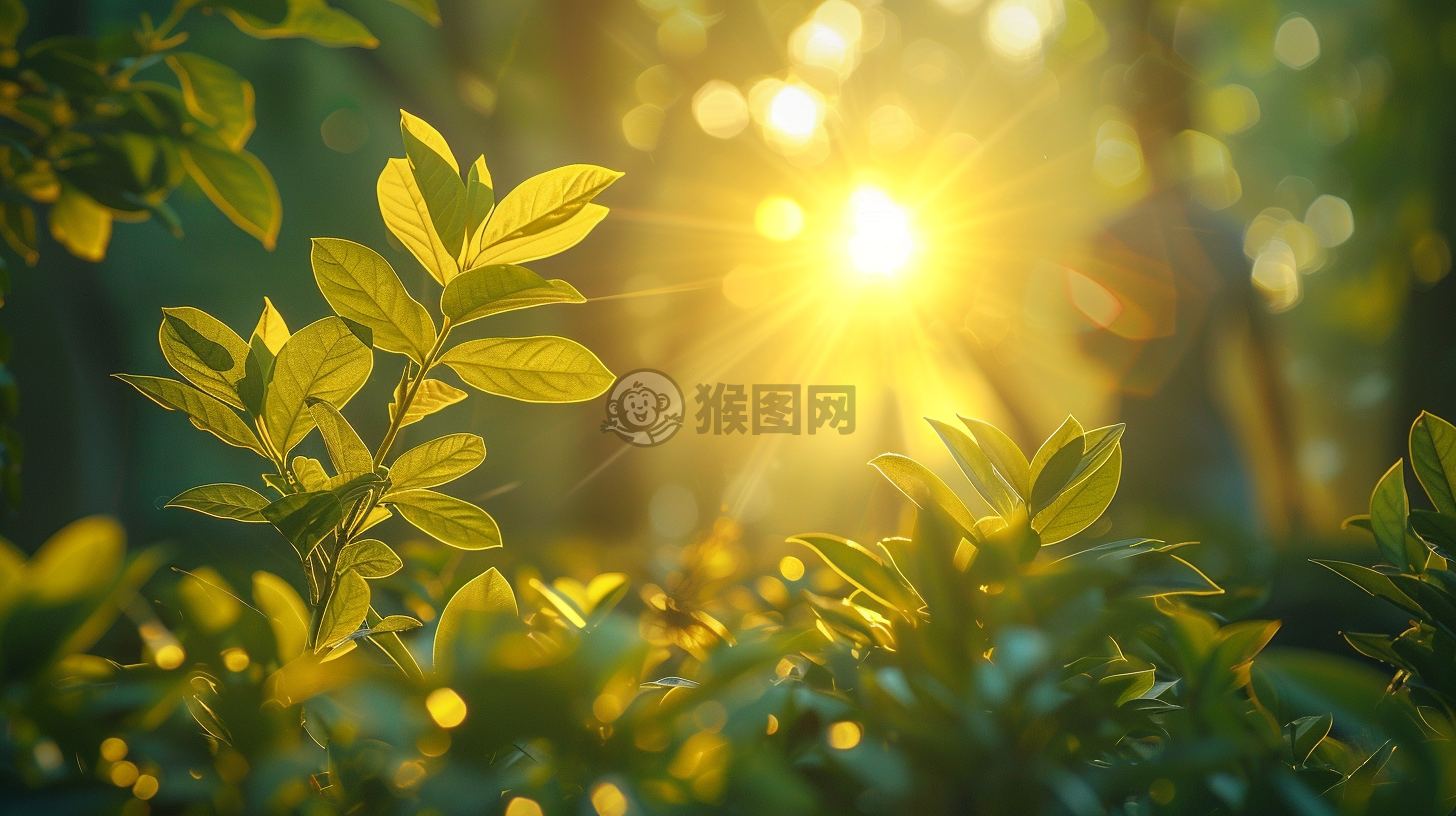 晨曦映照枝头，自然之美惊艳亿万网友