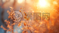 晨曦洒满树枝，美丽自然引人瞩目
