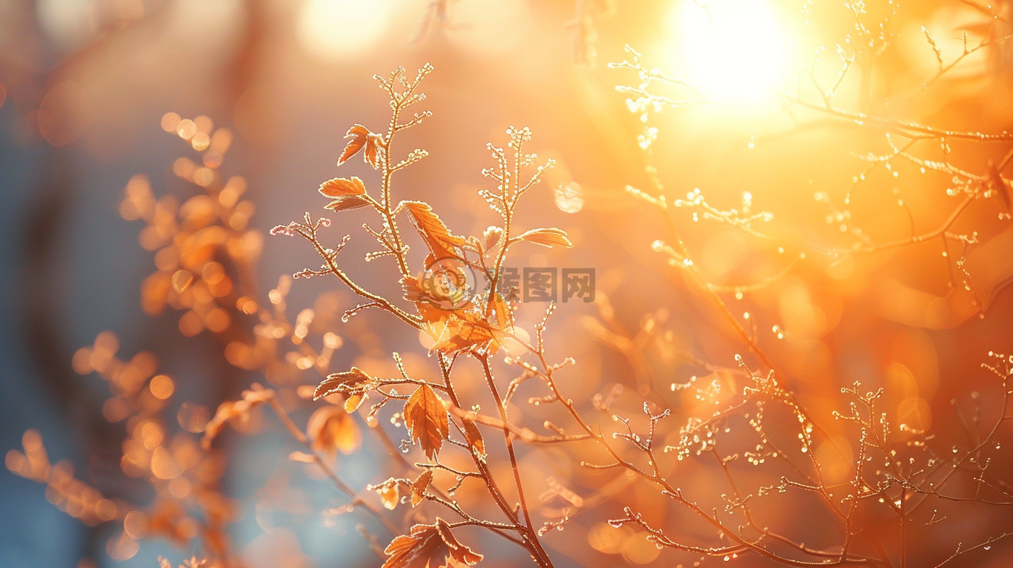晨曦洒满树枝，美丽自然引人瞩目
