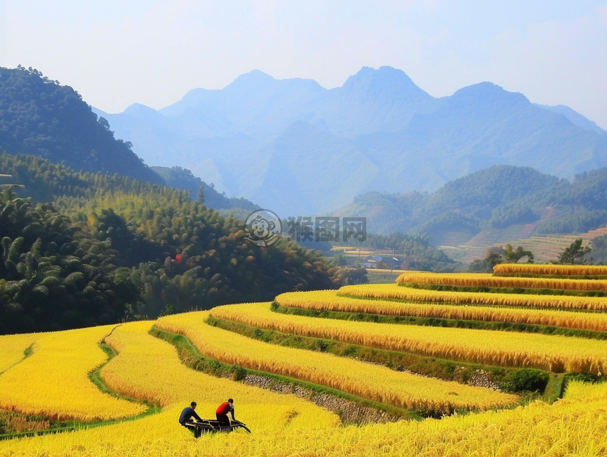 金色秋收：丰收季节的勤劳与收获