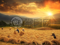 金色秋收：丰收季节的勤劳与收获