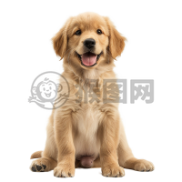 《狗狗乐园：调皮的金毛幼犬》