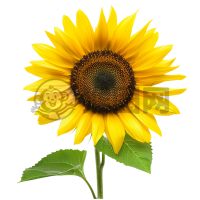 灿烂金黄太阳花 淡棕芯盛开于夏日之晖
