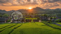 夏收时节：乡村生机勃勃