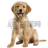 可爱的小狗图像：充满活力的小金毛犬幼犬