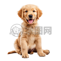 可爱的小狗图像：充满活力的金毛犬幼犬