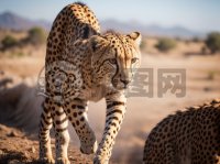 草原猎豹疾驰：飞尘疾影，震撼动人