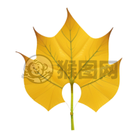 纯净银杏叶：简约之美