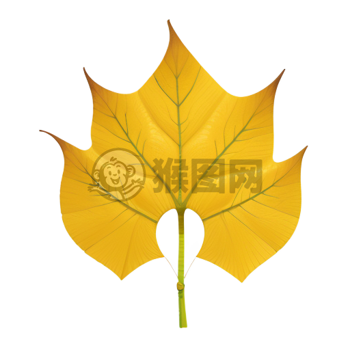 纯净银杏叶：简约之美