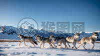 《雪原狂飙的狼群》