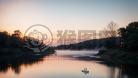 清晨湖畔天鹅优雅漂浮封面图