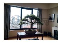 现代简约室内照片：盆景与淡雅花束