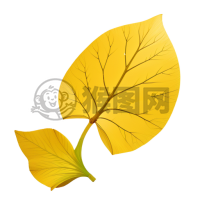 纯净银杏叶，白底翠绿美绝