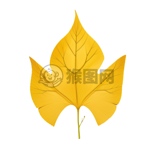纯净银杏叶：简约之美