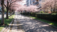 樱花盛开洒落石板路