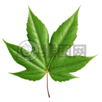 清新白底树叶艺术插图