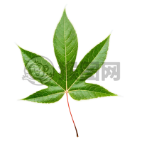 清新白底叶摄影：简洁与真实的纹理设计