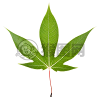 白叶素描之摄影艺术品