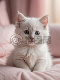 粉色软垫上的梦幻小白猫摄影作品