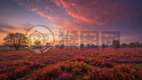 瑰丽秋叶霞光景 8K佳能EOS九零大作