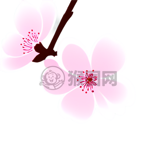 粉色樱花绽放的美景