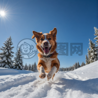雪中欢腾的狗狗