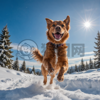 雪中欢腾的狗狗