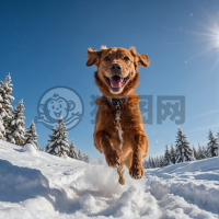 雪中欢舞的可爱狗狗